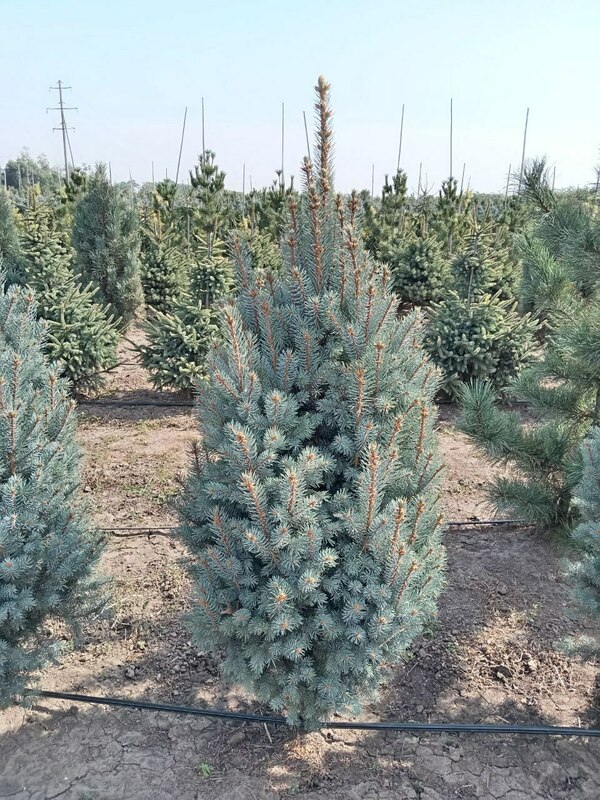 Ель голубая Изели Фастигиата (Picea pungens 'Iseli Fastigiata')