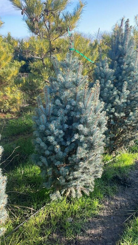 Ель голубая Изели Фастигиата (Picea pungens 'Iseli Fastigiata')