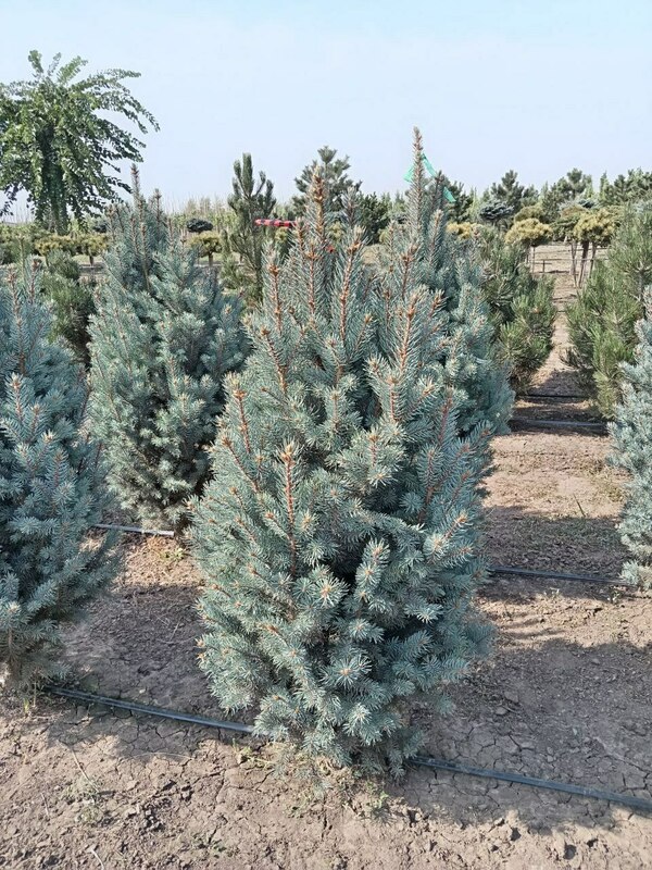 Ель голубая Изели Фастигиата (Picea pungens 'Iseli Fastigiata')