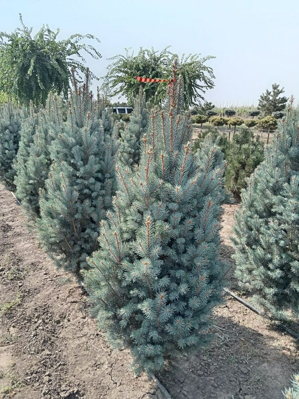 Ель голубая Изели Фастигиата (Picea pungens 'Iseli Fastigiata')