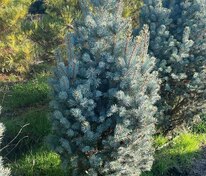 Ель голубая Изели Фастигиата (Picea pungens 'Iseli Fastigiata')