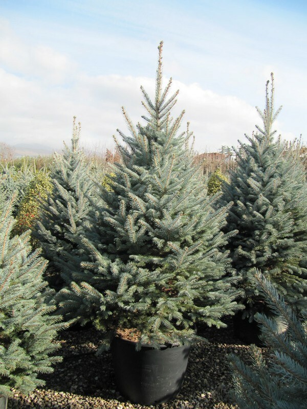 Ель голубая Костер (Picea pungens 'Koster')