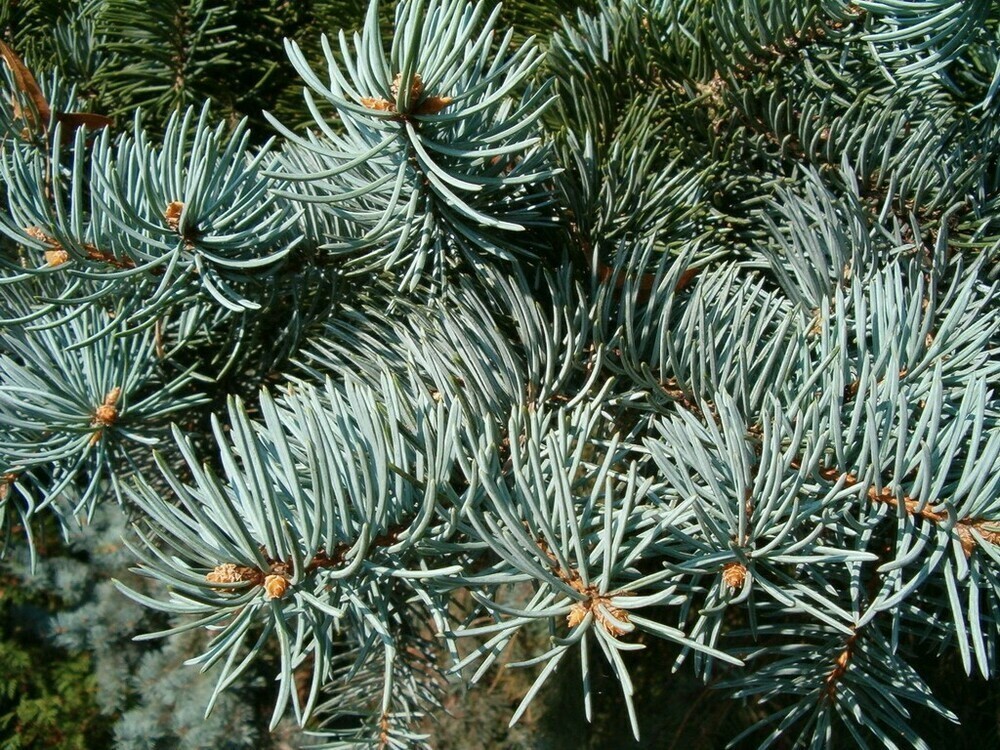 Ель голубая Костер (Picea pungens 'Koster')