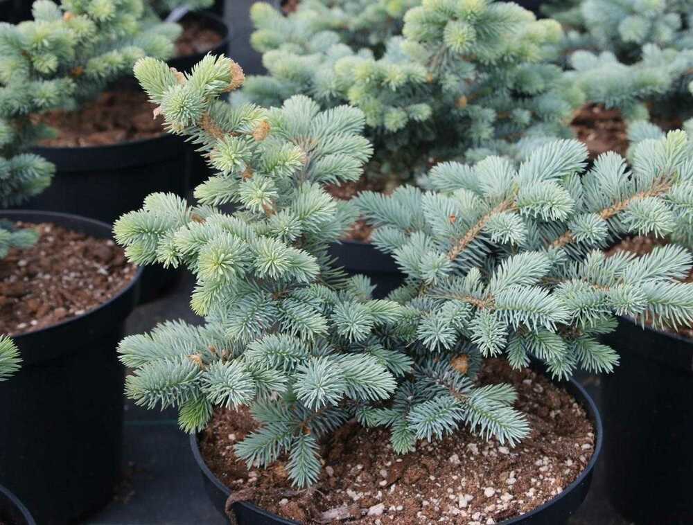 Ель голубая Костер (Picea pungens 'Koster')