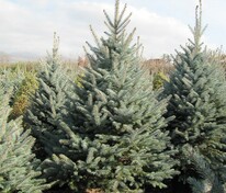Ель голубая Костер (Picea pungens 'Koster')