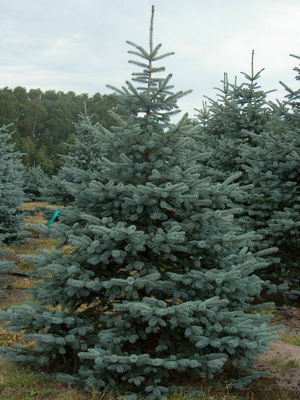 Ель колючая Ольденбург (Picea pungens 'Oldenburg')