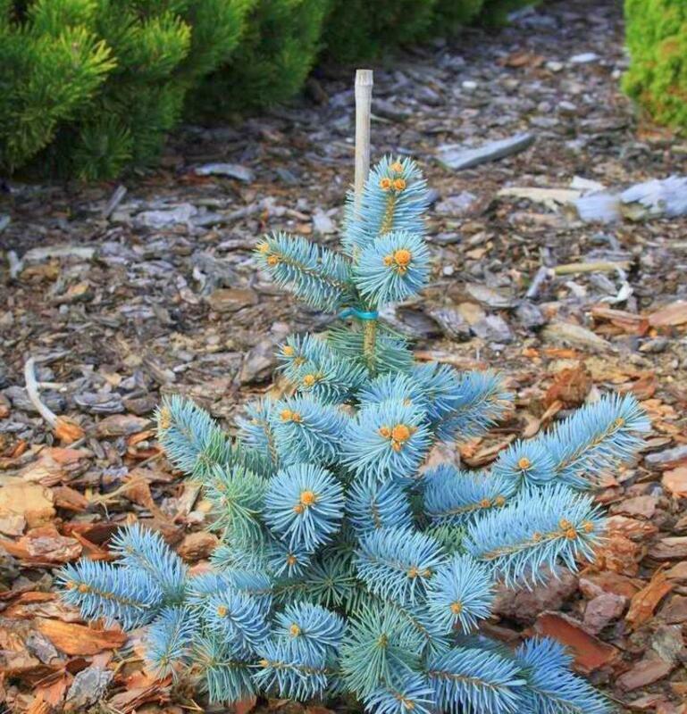 Ель колючая Ольденбург (Picea pungens 'Oldenburg')