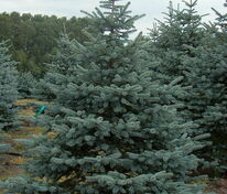Ель колючая Ольденбург (Picea pungens 'Oldenburg')