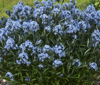 Амсония Блю Айс (Amsonia 'Blue Ice')