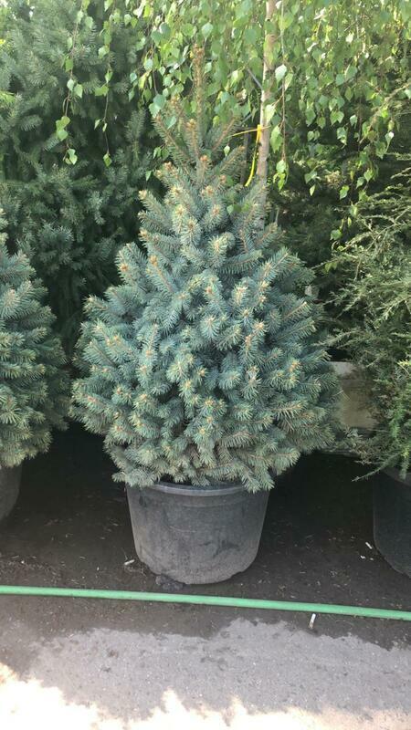 Ель колючая Супер Блю Сидлинг (Picea pungens 'Super Blue Seedling')