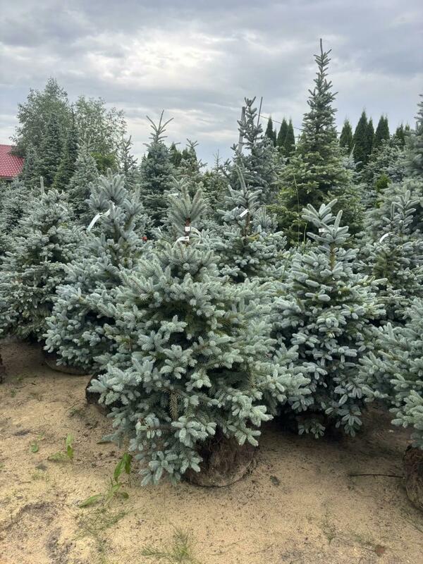 Ель колючая Супер Блю Сидлинг (Picea pungens 'Super Blue Seedling')