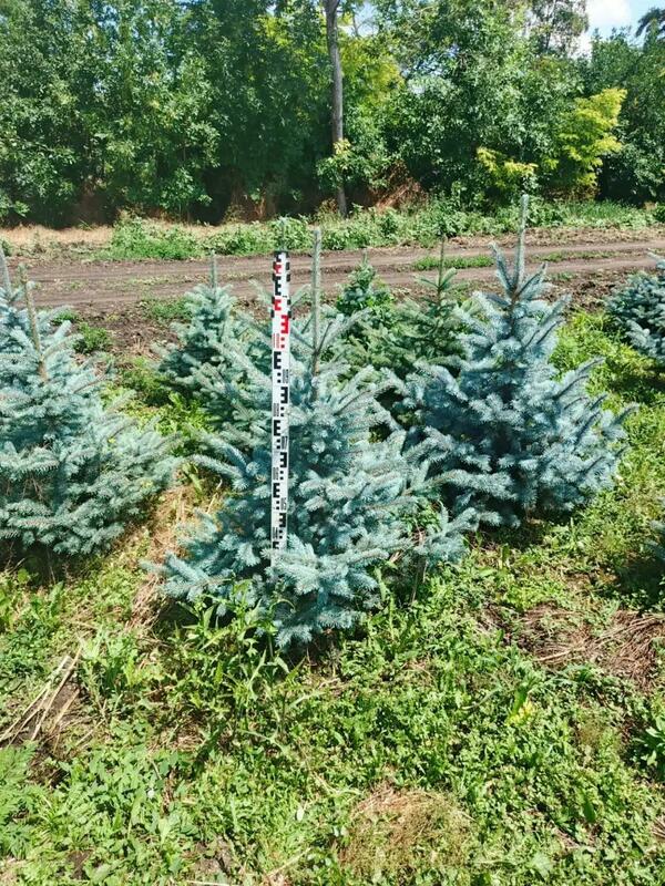 Ель колючая Супер Блю Сидлинг (Picea pungens 'Super Blue Seedling')