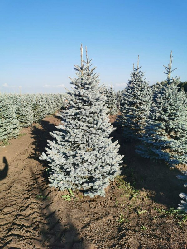 Ель колючая Супер Блю Сидлинг (Picea pungens 'Super Blue Seedling')