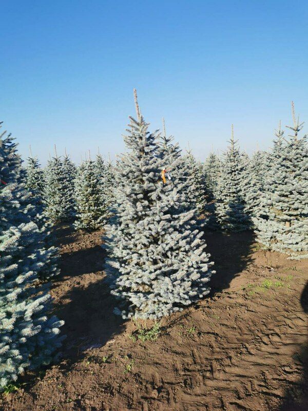 Ель колючая Супер Блю Сидлинг (Picea pungens 'Super Blue Seedling')
