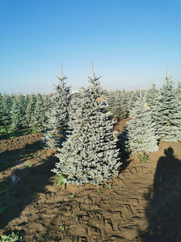 Ель колючая Супер Блю Сидлинг (Picea pungens 'Super Blue Seedling')