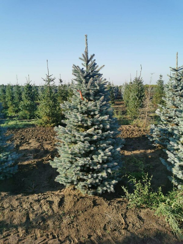 Ель колючая "Super Blue Seedling" (Супер Блю Сидлинг)