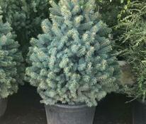Ель колючая "Super Blue Seedling" (Супер Блю Сидлинг)