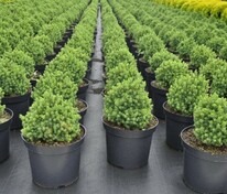 Ель канадская Альберта Глобе (Picea glauca 'Alberta Globe') (сизая)