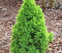 Ель канадская Коника Десембер (Picea glauca 'Conica December') (сизая)