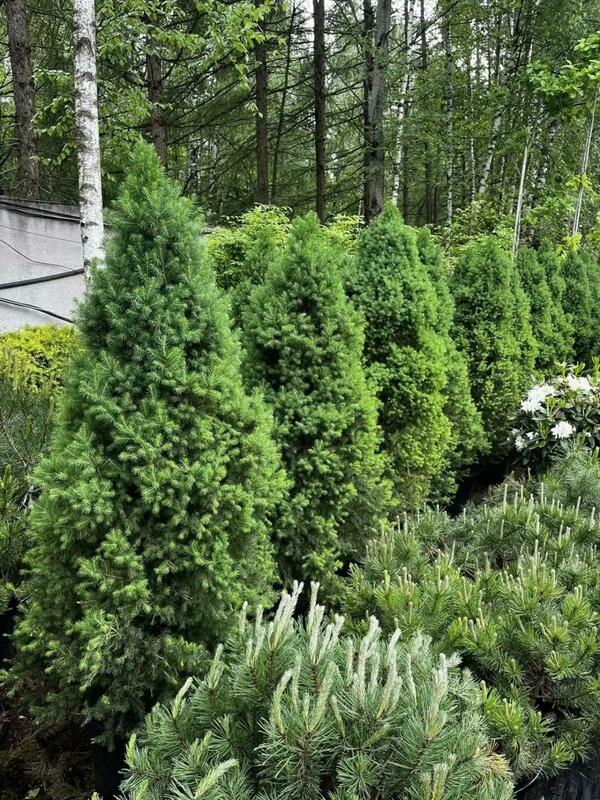 Ель канадская Коника (Picea glauca 'Conica') (сизая)