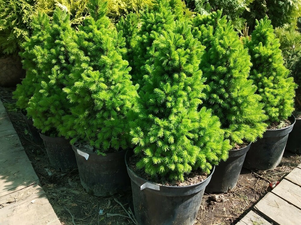 Ель канадская Коника (Picea glauca 'Conica') (сизая)
