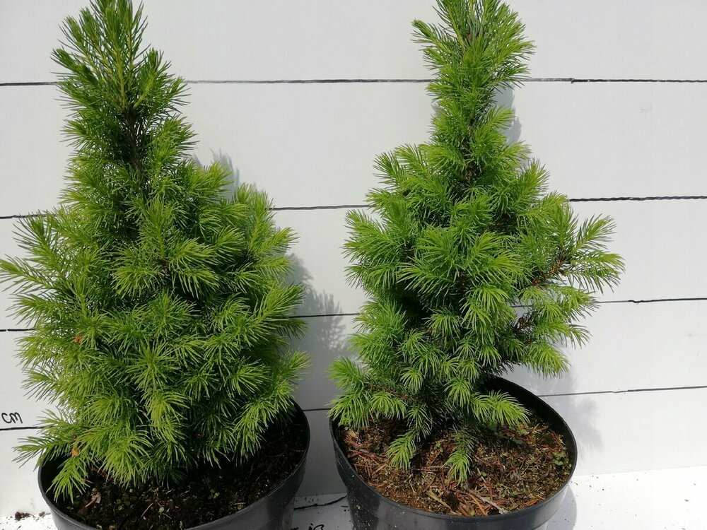 Ель канадская Коника (Picea glauca 'Conica') (сизая)