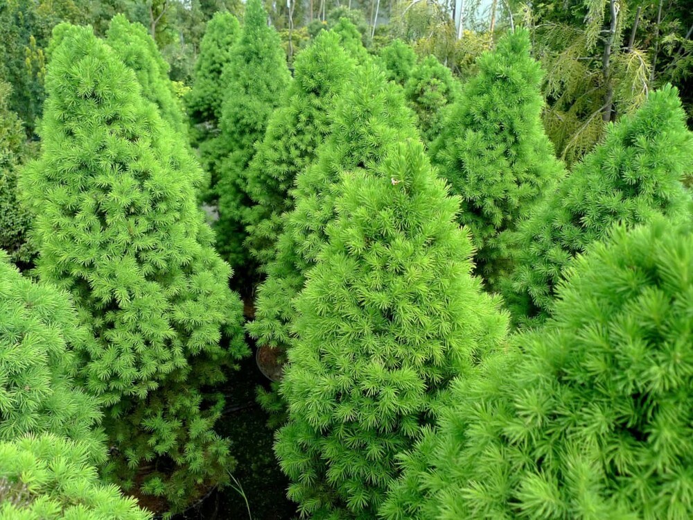 Ель канадская Коника (Picea glauca 'Conica') (сизая)