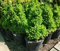 Ель канадская (сизая) "Conica" (Коника)