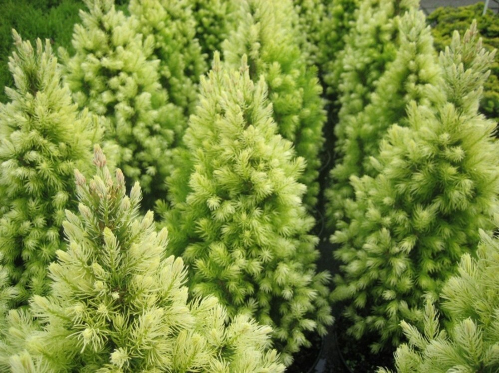 Ель канадская Дейзи Уайт (Picea glauca 'Daisy's White')