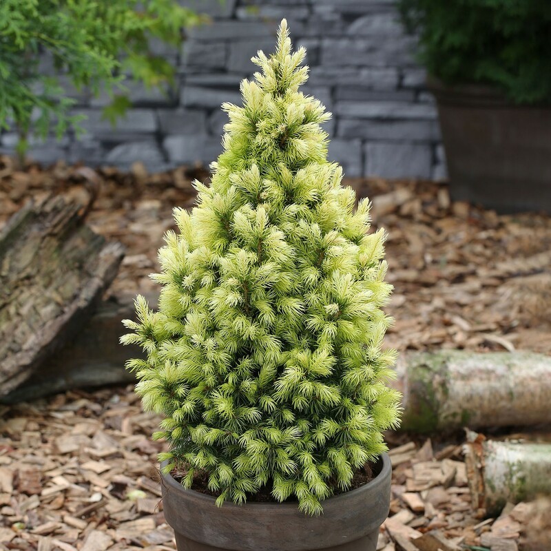 Ель канадская Дейзи Уайт (Picea glauca 'Daisy's White')