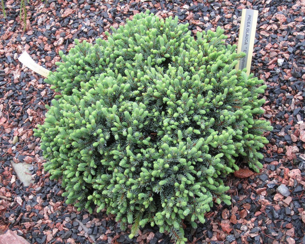 Ель канадская Эхиниформис (Picea glauca 'Echiniformis')