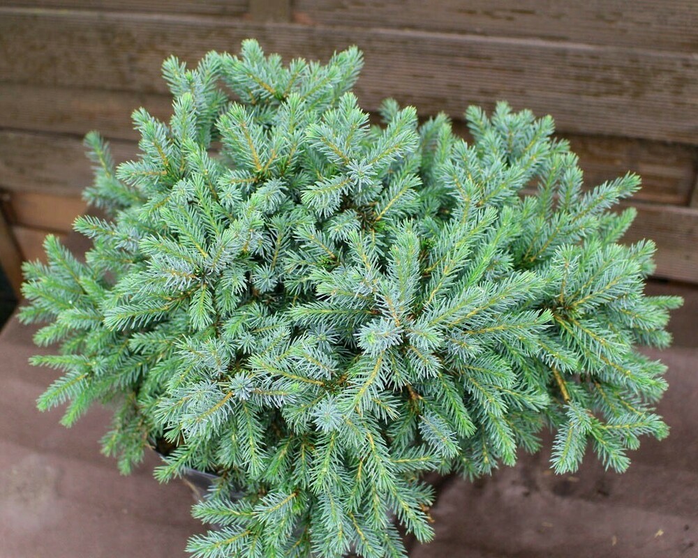 Ель канадская Эхиниформис (Picea glauca 'Echiniformis')
