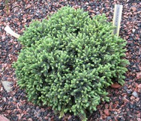 Ель канадская Эхиниформис (Picea glauca 'Echiniformis')