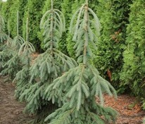 Ель канадская Пендула (Picea glauca 'Pendula')