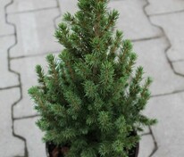 Ель канадская Перфекта (Picea glauca 'Perfecta') (сизая)