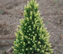 Ель канадская Рэйнбоуз Энд (Picea glauca 'Rainbow's End')