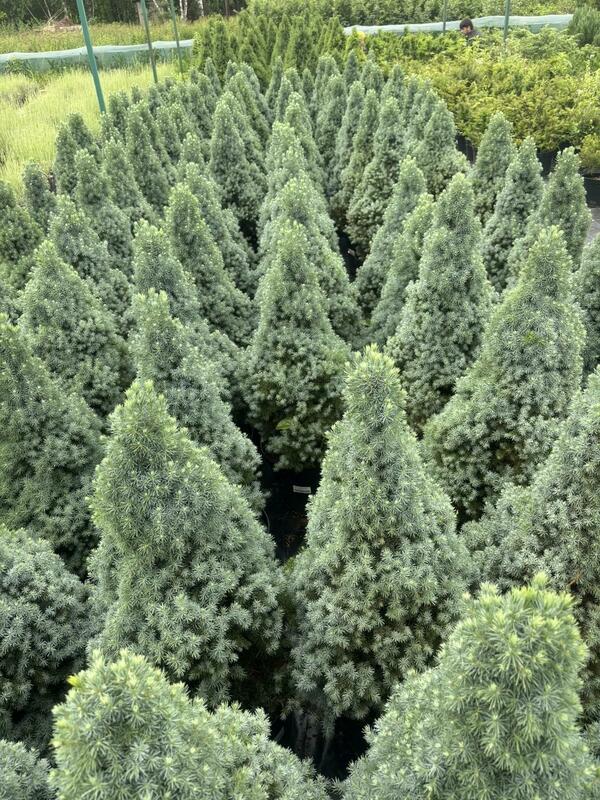 Ель канадская Сандерс Блю (Picea glauca 'Sander's Blue')