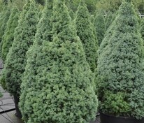 Ель канадская Сандерс Блю (Picea glauca 'Sander's Blue')