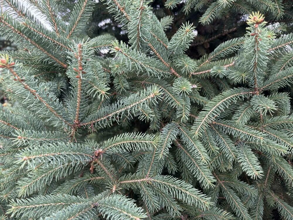Ель канадская (сизая) (Picea glauca)