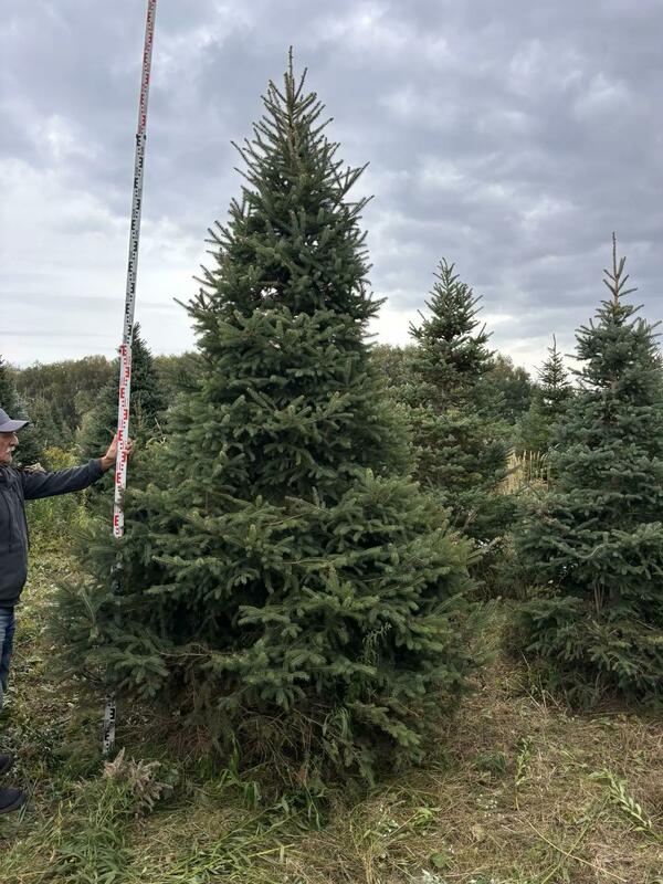 Ель канадская (сизая) (Picea glauca)