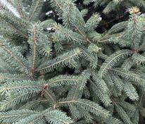 Ель канадская (сизая) (Picea glauca)
