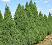 Ель канадская (сизая) (Picea glauca)