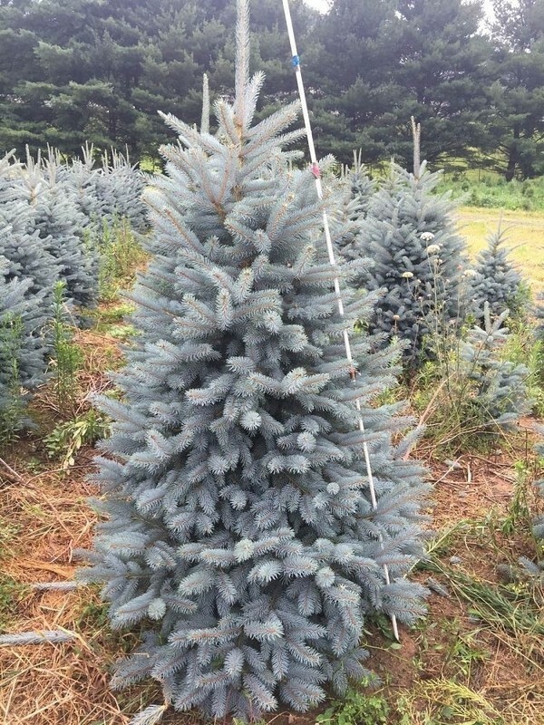 Ель колючая Бэби Блю Айс (Picea pungens 'Baby Blue Ice')
