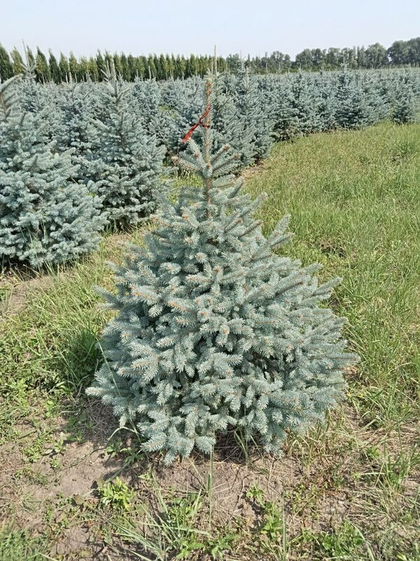 Ель колючая Бэби Блю Айс (Picea pungens 'Baby Blue Ice')