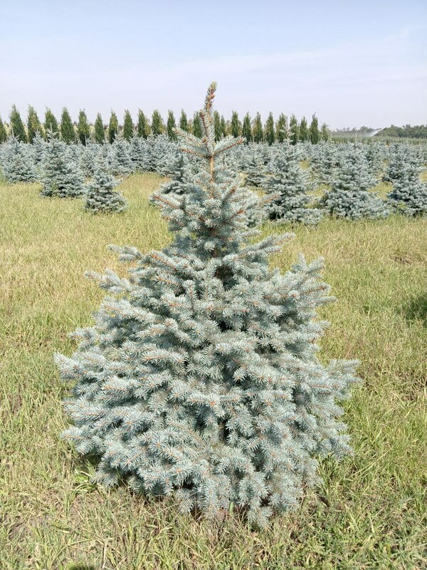 Ель колючая Бэби Блю Айс (Picea pungens 'Baby Blue Ice')