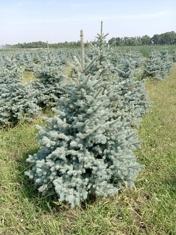Ель колючая Бэби Блю Айс (Picea pungens 'Baby Blue Ice')