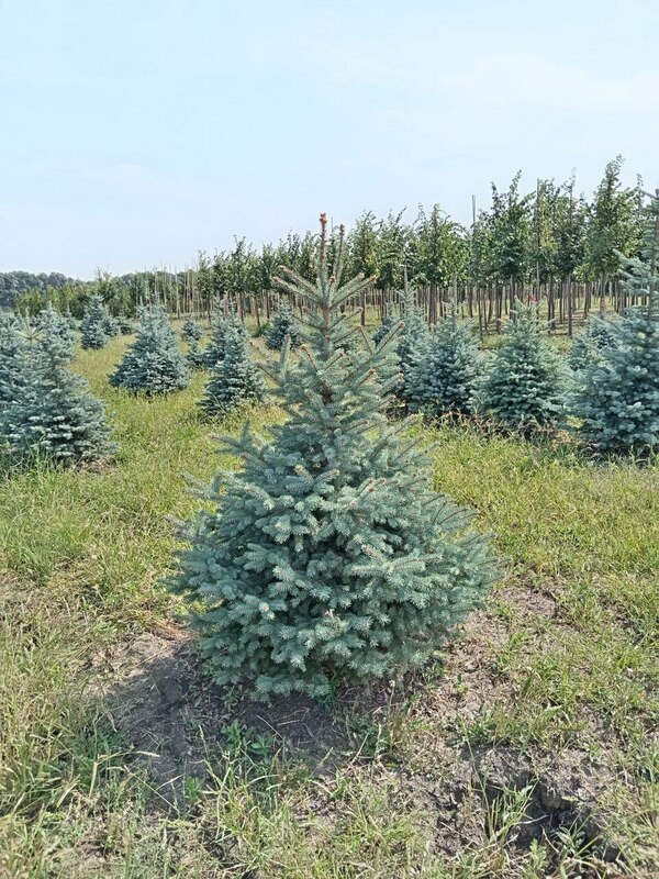 Ель колючая Бэби Блю Айс (Picea pungens 'Baby Blue Ice')