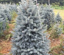 Ель колючая Бэби Блю Айс (Picea pungens 'Baby Blue Ice')