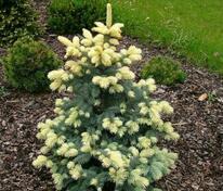 Ель колючая Биалобок (Picea pungens 'Bialobok')