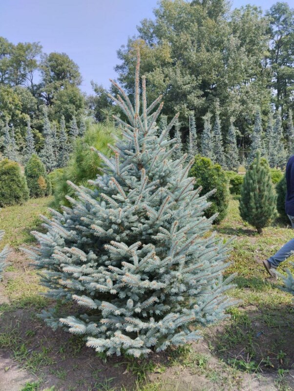 Ель колючая Блю Даймонд (Picea pungens 'Blue Diamond')